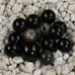 FM - Agata nera sfera 5mm FM - Agata nera sfera 5mm