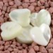 FM - Cuore madreperla 12mm FM - Cuore madreperla 12mm