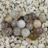 FM Agata Botswana sfera 6mm