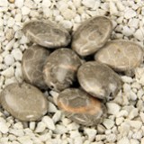 FM Agata fossile ovale 18x13mm