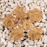 FM Quarzo citrino fiore 10mm foro centrale