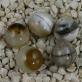 FM Sardonix sfera 13mm