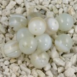 FM Sardonix sfera 8mm