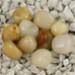 FM - Giada Golden irregolare 6/8mm FM - Giada Golden irregolare 6/8mm