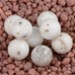 FM - Giada mountain sfera 7mm FM - Giada mountain sfera 7mm