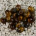 FM - Occhio di tigre ovale 6x8mm