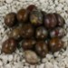 FM - Pietersite ovale 10x8mm FM - Pietersite ovale 10x8mm