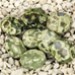 FM - Riolite disco piatto 14mm FM - Riolite disco piatto 14mm
