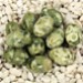 FM - Riolite ovale 12x8mm FM - Riolite ovale 12x8mm