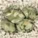 FM - Riolite ovale 25x18mm FM - Riolite ovale 25x18mm