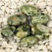 FM - Riolite ovale piatto 14x10mm FM - Riolite ovale piatto 14x10mm