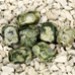FM - Riolite rettangolo 12x8mm FM - Riolite rettangolo 12x8mm
