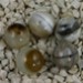 FM - Sardonix sfera 13mm FM - Sardonix sfera 13mm